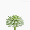 Mini Suculento Artificial - Verde Claro (11624)