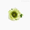 Flor Anemone Artificial - Creme (774514)