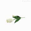 Galho Tulipa Artificial - Branco (10846)
