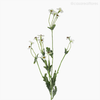 Galho Mini Margarida Artificial - Branco (12772)