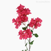 Galho Primavera Artificial - Rosa (012831)