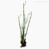 Bambu com Raízes Artificial - Verde (7845)