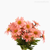Buquê Margarida X5 com Rafia Artificial - Rosa (11644)