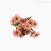Buquê Margarida X5 com Rafia Artificial - Rosa (11644)
