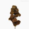 Galho Orquídea Outonal Artificial - Marrom Claro (12681)
