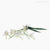 Orquídea Artificial - Branco (9459)