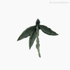 Espada de São Jorge Artificial - Verde Escuro (11163)