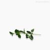 Folha Aderno Phillyrea Artificial - Verde (9802)