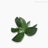 Folha Aderno Phillyrea Artificial - Verde (9802)