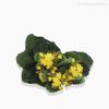 Buquê Flor da Fortuna Kalanchoe Artificial - Amarelo (12779)
