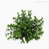 Mini Galho Pick Eucalipto Artificial - Verde Escuro (3933)