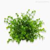 Mini Galho Pick Eucalipto Artificial - Verde Claro (3932)
