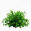 Mini Galho Pick Eucalipto G Artificial - Verde (3941)