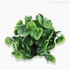 Mini GalhoPick Eucalipto Com Pó Artificial - Verde (9956)