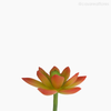 Mini Suculento Artificial - Rosa (11822)