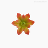 Mini Suculento Artificial - Rosa (11822)