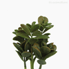 Planta Jade Money Tree Artificial - Verde Escuro (9553)