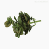 Planta Jade Money Tree Artificial - Verde Escuro (9553)