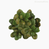 Planta Jade Money Tree Artificial - Verde Escuro (9553)