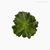 Suculento Artificial - Verde (11417)