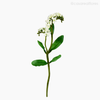 Galho Não-Me-Esqueça Forget Me Not Artificial - Branco (9442)