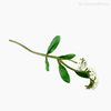 Galho Não-Me-Esqueça Forget Me Not Artificial - Branco (9442)