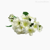 Galho Não-Me-Esqueça Forget Me Not Artificial - Branco (9442)