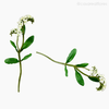 Galho Não-Me-Esqueça Forget Me Not Artificial - Branco (9442)