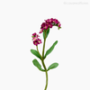 Galho Não-Me-Esqueça Forget Me Not Artificial - Rosa (9441)