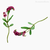 Galho Não-Me-Esqueça Forget Me Not Artificial - Rosa (9441)