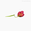 Tulipa Solitária Artificial - Rosa Escuro (12728)