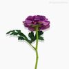 Galho Ranúnculo Artificial - Roxo (10045)