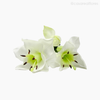 Galho Lírio-do-Amazonas Star Lily Artificial - Branco (9305)