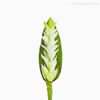 Galho Tropical Alpinia Ginger Lírio Artificial - Branco (11397)