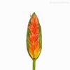 Galho Tropical Alpinia Ginger Lírio Artificial - Laranja (11427)