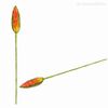 Galho Tropical Alpinia Ginger Lírio Artificial - Laranja (11427)