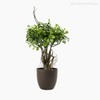 Topiaria Buxinho Boxwood Artificial - Verde (9237)