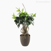 Topiaria Ficus Artificial - Verde (9236)