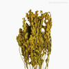 Alecrim do Campo Seco - Amarelo (01204312)