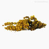Alecrim do Campo Seco - Amarelo (01204312)