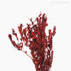 Alecrim do Campo Seco - Vermelho (0120436)