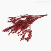 Alecrim do Campo Seco - Vermelho (0120436)