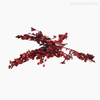 Alecrim do Campo Seco - Vermelho (0120436)