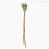 Andre Quice Colorido - Natural (0120492)