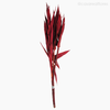 Andre Quice Colorido - Vermelho (0120496)