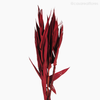 Andre Quice Colorido - Vermelho (0120496)