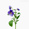 Amor Perfeito Artificial - Roxo (9903)