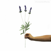 Galho Lavanda Artificial - Roxo (10794)