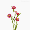 Galho Straw Flor Artificial - Rosa (12725)