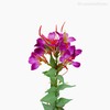 Galho Acácia Artificial - Roxo (9400)
